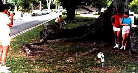 Ceiba tree in 1984