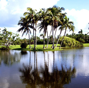 Palm trees by a pond.