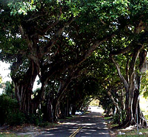 Treelined Avenue