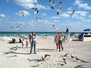 Feeding Seagulls