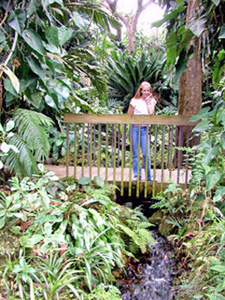 Rain forest bridge