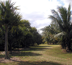 Line of palm trees